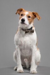 cute jack russell type mixed breed dog wearing a bow tie sitting in the studio on a grey background