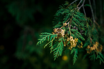 Two golden wedding rings on green thuja branches