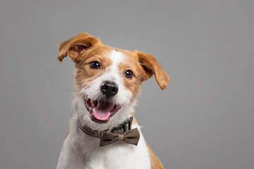 cute jack russell type mixed breed dog close up portrait in the studio on a grey background - obrazy, fototapety, plakaty