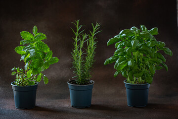 Fresh basil, mint and rosemary in pots on dark brown background