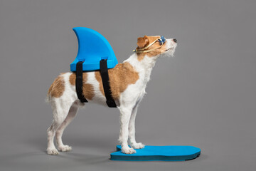 cute jack russell type mixed breed dog wearing a swim win, swimming goggles standing on a kickboard...