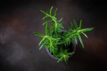 Pot with fresh rosemary on dark brown blurred background 
