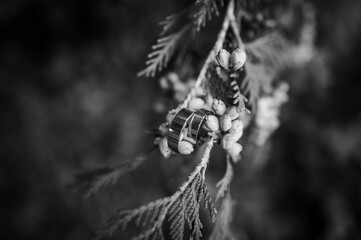 Two golden wedding rings on green thuja branches