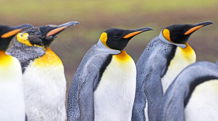 King Penguins Adult and Juvenile standing in a group. Bluff Cove on Falkland Islands. On a rainy Day.