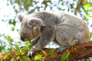 Koala Bear Feeding on eucalyptus tree outdoor. Sydney, Australia