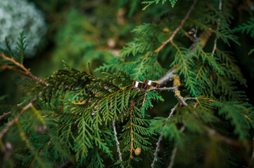 Two golden wedding rings on green thuja branches