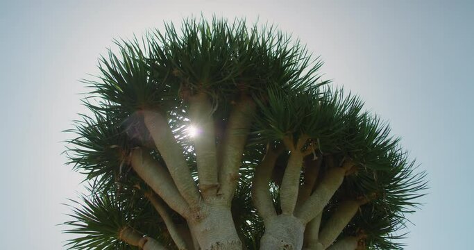 Dragon blood tree forest Dracaena Draco against blue sunny sky.