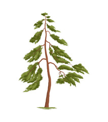 Pine Realistic Illustration