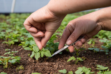 pozyskiwanie młodych sadzonek malin w procesie rozmnażania z roślin matecznych w gospodarstwie szkółkarskim, odcinanie sadzonek skalpelem