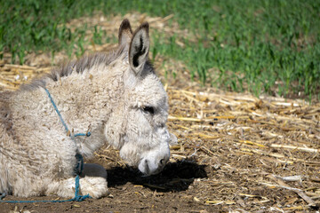 animal de granja burro blanco sentado en paja
