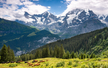 Milk cattle grazing in the Swiss Alps above the Lauterbrunnen valley with views of Jungfrauhof and...