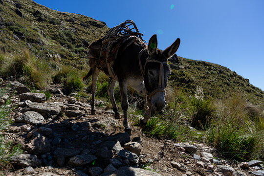mula de carga en monta&ntilde;a