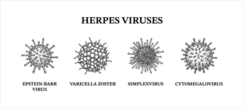 Herpes viruses. Hand drawn set of microorganisms. Scientific vector illustration in sketch style.