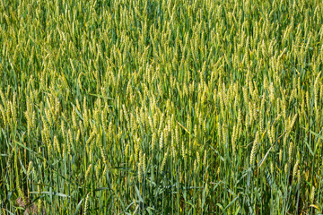 A fields of ripe wheat, ready for harvest. Typical summertime landscape in Ukraine. Concept theme: Food security. Agriculture. Farming. Food production.