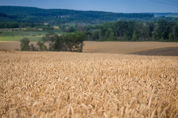 Fototapeta premium A fields of ripe wheat, ready for harvest. Typical summertime landscape in Ukraine. Concept theme: Food security. Agricultural. Farming. Food production. Ternopil region.