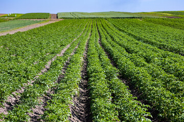 Fototapeta na wymiar Farm fields on the slopes of the hills are planted with potatoes. The crop grows well after sowing, has healthy leaves, strong stems, and blooms. The summer in the west of Ukraine in the Lviv region.