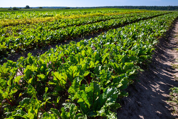 Fototapeta na wymiar Farm fields on the slopes of the hills are planted with red sweet beets. The culture grows well after sowing, has good healthy leaves, root crop. The summer in the west of Ukraine in the Lviv region.