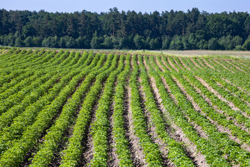 Farm fields on the slopes of the hills are planted with potatoes. The crop grows well after sowing, has healthy leaves, strong stems, and blooms. The summer in the west of Ukraine in the Lviv region.