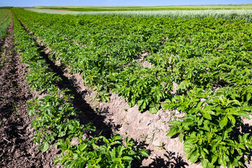 Farm fields on the slopes of the hills are planted with potatoes. The crop grows well after sowing, has healthy leaves, strong stems, and blooms. The summer in the west of Ukraine in the Lviv region.