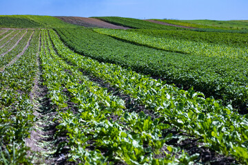 Fototapeta na wymiar Farm fields on the slopes of the hills are planted with red sweet beets. The culture grows well after sowing, has good healthy leaves, root crop. The summer in the west of Ukraine in the Lviv region.