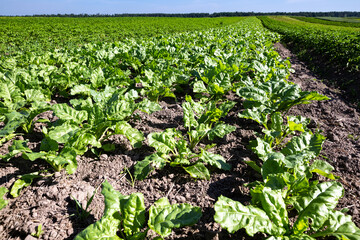Farm fields on the slopes of the hills are planted with red sweet beets. The culture grows well after sowing, has good healthy leaves, root crop. The summer in the west of Ukraine in the Lviv region.