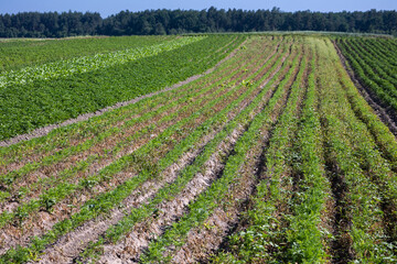 Fototapeta na wymiar Farm fields on the slopes of the hills are planted with carrots. The culture grows well after sowing, has good healthy leaves, root crop. The summer in the west of Ukraine in the Lviv region.