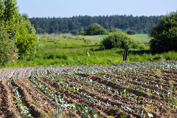 Farm fields on the slopes of the hills are planted with white cabbage. The culture grows well after sowing, has good healthy leaves. The summer in the west of Ukraine in the Lviv region.