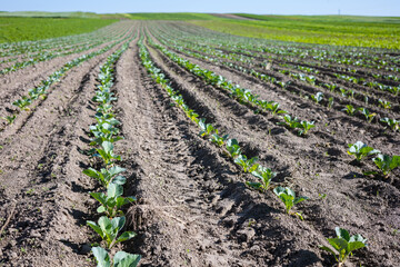 Fototapeta na wymiar Farm fields on the slopes of the hills are planted with white cabbage. The culture grows well after sowing, has good healthy leaves. The summer in the west of Ukraine in the Lviv region.