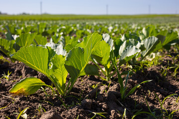 Farm fields on the slopes of the hills are planted with white cabbage. The culture grows well after sowing, has good healthy leaves. The summer in the west of Ukraine in the Lviv region.