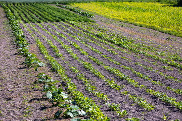 Fototapeta na wymiar The fields of small farmers planted with carrots, onions, potatoes, cabbage, corn, wheat, beets, soybeans, beans, and other vegetables. The summer in the west of Ukraine in the Lviv region.