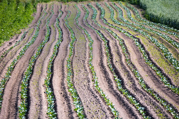 Farm fields on the slopes of the hills are planted with white cabbage. The culture grows well after sowing, has good healthy leaves. The summer in the west of Ukraine in the Lviv region.
