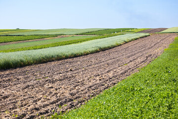 The fields of small farmers planted with carrots, onions, potatoes, cabbage, corn, wheat, beets, soybeans, beans, and other vegetables. The summer in the west of Ukraine in the Lviv region.