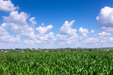 A farm field sown with corn. The crop has grown well, it has a strong stem and the cobs have formed. Good sunny weather at the beginning of summer in the central Ukraine in the Kropyvnytskyi region.