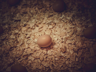 single  egg  in hay