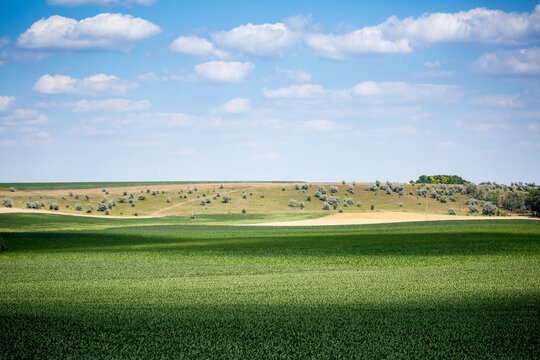 A farm field sown with corn. The crop has grown well, it has a strong stem and the cobs have formed. Good sunny weather at the beginning of summer in the central Ukraine in the Kropyvnytskyi region.