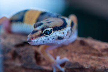 The leopard gecko or common leopard gecko Eublepharis macularius is a ground dwelling lizard 