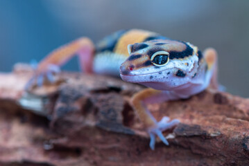 The leopard gecko or common leopard gecko, Eublepharis macularius is a ground dwelling lizard...