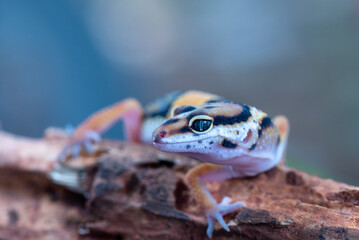 The leopard gecko or common leopard gecko Eublepharis macularius is a ground dwelling lizard 