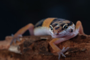 The leopard gecko or common leopard gecko Eublepharis macularius is a ground dwelling lizard 
