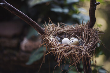 Nidology, study of birds nest. Clutch of 4 eggs. Hatching tray is made of grass, bast and lined. Bird nest on branch with easter eggs for Easter. Wicker nest with eggs over tree background. 