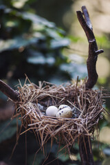 Obraz premium Nidology, study of birds nest. Clutch of 4 eggs. Hatching tray is made of grass, bast and lined. Bird nest on branch with easter eggs for Easter. Wicker nest with eggs over tree background. 