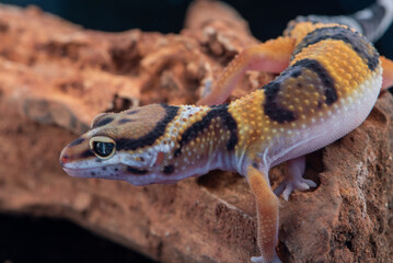 The leopard gecko or common leopard gecko Eublepharis macularius is a ground dwelling lizard 