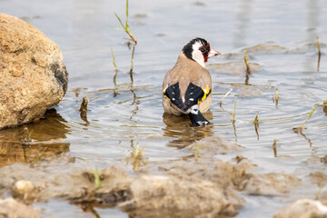European goldfinch or Carduelis carduelis swimming on the lake, taking a bath on the river