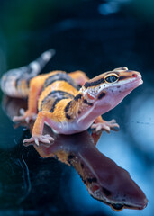 The leopard gecko or common leopard gecko Eublepharis macularius is a ground dwelling lizard 