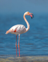 Obraz premium a portrait shot of Flamingo