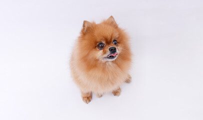 Portrait Pomeranian dog on gray background. Make room for the text. Wide-angle horizontal wallpaper or web banner.
