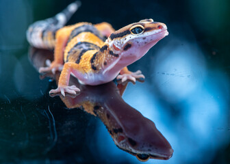 The leopard gecko or common leopard gecko Eublepharis macularius is a ground dwelling lizard 