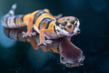 Close up of The leopard gecko or common leopard gecko, Eublepharis macularius is a ground dwelling lizard native to the rocky dry grassland and desert regions 