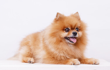 Portrait Pomeranian dog on gray background. Make room for the text. Wide-angle horizontal wallpaper or web banner.
