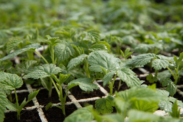 Produkcja sadzonek malin, młode roślinki w wielodoniczkach styropianowych w gospodarstwie szkółkarskim